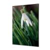 Textile Wall Decoration SET 40 x 40 cm White Flower Snowdrop - 2