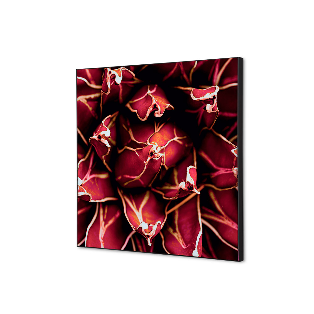 Spannstoff Wanddekoration Set 40 x 40 cm Kaktus Rot