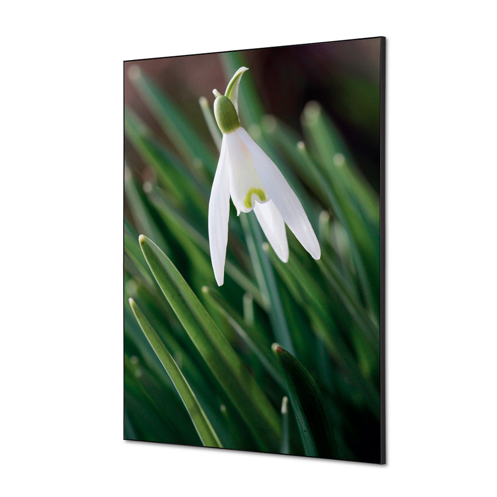 Spannstoff Wanddekoration Set A1 Weisse Blume Schneeglöckchen