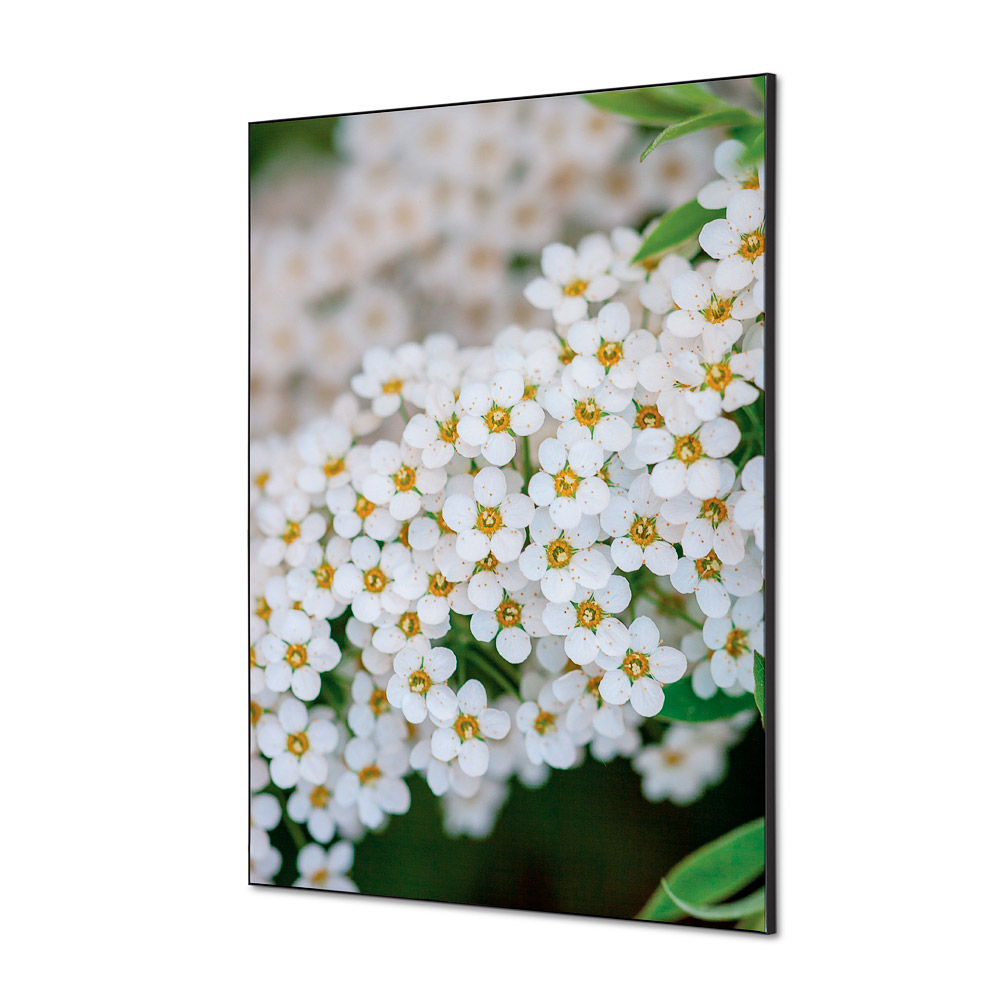 Spannstoff Wanddekoration Set A1 Weisse Blume Spirea