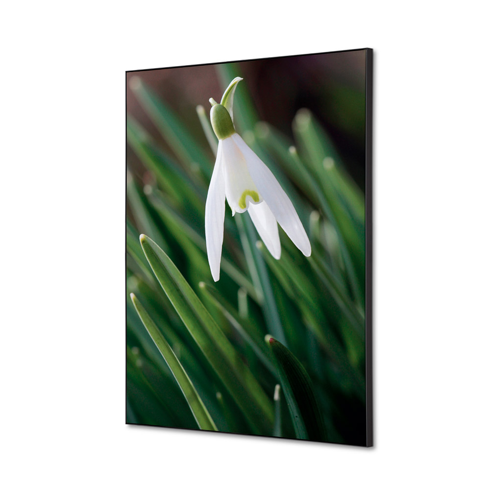 Spannstoff Wanddekoration Set A2 Weisse Blume Schneeglöckchen