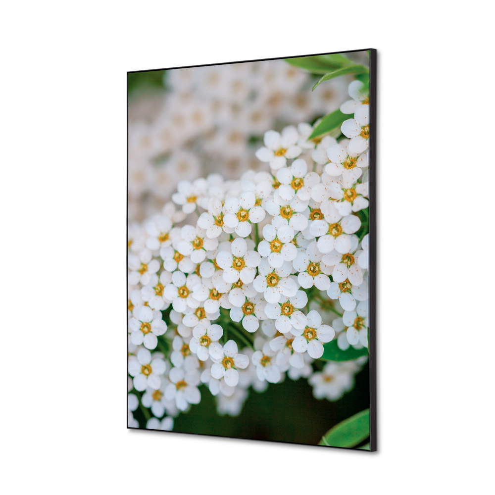 Spannstoff Wanddekoration Set A2 Weisse Blume Spirea